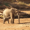 Loxodonta_africana_ssp__africana_African_bush_elephant__Elefant_01232011_Samburu_nationalpark_Kenya_005.JPG