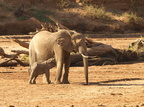 Loxodonta africana ssp. africana (African bush elephant, Elefant)