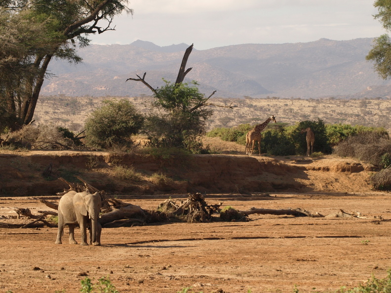 Loxodonta_africana_ssp__africana_African_bush_elephant__Elefant_01232011_Samburu_nationalpark_Kenya_006.JPG