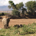Loxodonta_africana_ssp__africana_African_bush_elephant__Elefant_01232011_Samburu_nationalpark_Kenya_022.JPG