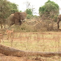 Loxodonta_africana_ssp__africana_African_bush_elephant__Elefant_01242011_Samburu_nationalpark_Kenya_025.JPG