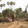 Loxodonta_africana_ssp__africana_African_bush_elephant__Elefant_01242011_Samburu_nationalpark_Kenya_036.JPG