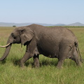 Loxodonta_africana_ssp__africana_African_bush_elephant__Elefant_27012011_Masai_Mara_Nationalpark_Kenya_077.JPG