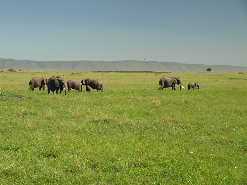Loxodonta_africana_ssp__africana_African_bush_elephant__Elefant_28012011_Masai_Mara_Nationalpark_Kenya_556.JPG