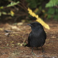Melaenornis pammelaina (Southern Black Flycatcher, Drongofluesnapper)