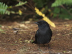 Melaenornis pammelaina (Southern Black Flycatcher, Drongofluesnapper)