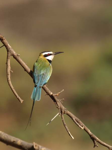 Merops_albicollis_White-throated_Bee-eater__Hvidstrubet_Biaeder_01232011_Samburu_nationalpark_Kenya_009.JPG
