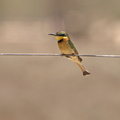 Merops_pusillus_Little-Bee-eater__Dvaergbiaeder_27012011_Masai_Mara_Nationalpark_Kenya_007.JPG