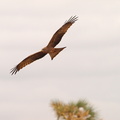 Milvus migrans (Black kite, Sort Glente)