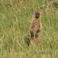 Mungos_mungo_Banded_Mongoose__Zebramangust_28012011_Masai_Mara_Nationalpark_Kenya_024.JPG