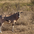 Oryx_beisa_Beisa_Oryx_01222011_Samburu_nationalpark_Kenya_003.JPG
