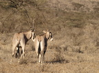 Oryx beisa (Beisa Oryx)