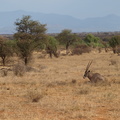 Oryx_beisa_Beisa_Oryx_01232011_Samburu_nationalpark_Kenya_011.JPG