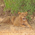 Panthera_leo_Lion__Loeve_01232011_Samburu_nationalpark_Kenya_010.JPG