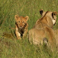 Panthera_leo_Lion__Loeve_27012011_Masai_Mara_Nationalpark_Kenya_165.JPG