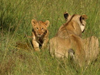 Panthera leo (Lion, Løve)