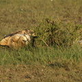 Panthera_leo_Lion__Loeve_28012011_Masai_Mara_Nationalpark_Kenya_193.JPG