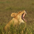 Panthera_leo_Lion__Loeve_28012011_Masai_Mara_Nationalpark_Kenya_219.JPG
