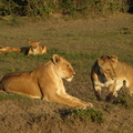 Panthera_leo_Lion__Loeve_28012011_Masai_Mara_Nationalpark_Kenya_225.JPG