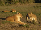 Panthera leo (Lion, Løve)