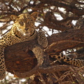 Panthera_pardus_Leopard_01232011_Samburu_nationalpark_Kenya_018.JPG