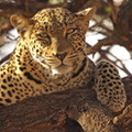 Panthera_pardus_Leopard_01232011_Samburu_nationalpark_Kenya_020.JPG