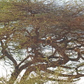 Panthera_pardus_Leopard_01232011_Samburu_nationalpark_Kenya_024.JPG