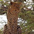 Panthera_pardus_Leopard_01232011_Samburu_nationalpark_Kenya_027.JPG