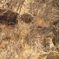 Panthera_pardus_Leopard_01242011_Samburu_nationalpark_Kenya_063.JPG