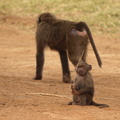 Papio_anubis_Olive_Baboon__Oliven-Bavian_01232011_Samburu_nationalpark_Kenya_003.JPG