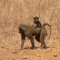 Papio_anubis_Olive_Baboon__Oliven-Bavian_01232011_Samburu_nationalpark_Kenya_007.JPG
