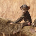 Papio_anubis_Olive_Baboon__Oliven-Bavian_01232011_Samburu_nationalpark_Kenya_009.JPG