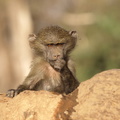 Papio_anubis_Olive_Baboon__Oliven-Bavian_01242011_Samburu_nationalpark_Kenya_025.JPG