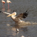 Pelecanus_onocrotalus_Great_White_Pelican__Hvid_Pelikan_26012011_Lake_Nakuru_Nationalpark_Kenya_018.JPG