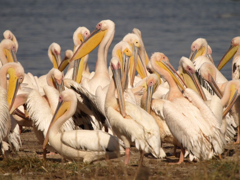 Pelecanus_onocrotalus_Great_White_Pelican__Hvid_Pelikan_26012011_Lake_Nakuru_Nationalpark_Kenya_025.JPG