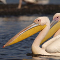 Pelecanus_onocrotalus_Great_White_Pelican__Hvid_Pelikan_26012011_Lake_Nakuru_Nationalpark_Kenya_040.JPG