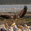 Pelecanus_onocrotalus_Great_White_Pelican__Hvid_Pelikan_26012011_Lake_Nakuru_Nationalpark_Kenya_052.JPG