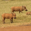 Phacochoerus africanus (Common Warthog, Vortesvin)