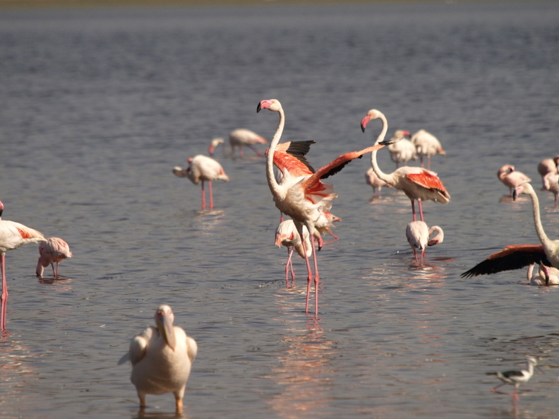 Phoenicopterus_ruber_Greater_Flamingo__Stor_Flamingo_26012011_Lake_Nakuru_Nationalpark_Kenya_005.JPG