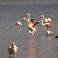 Phoenicopterus ruber (Greater Flamingo, Stor Flamingo)