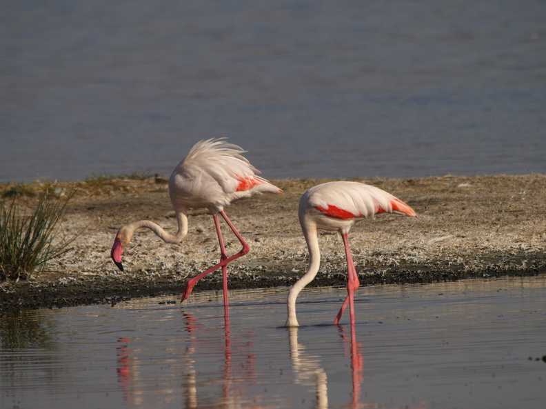 Phoenicopterus_ruber_Greater_Flamingo__Stor_Flamingo_26012011_Lake_Nakuru_Nationalpark_Kenya_036.JPG