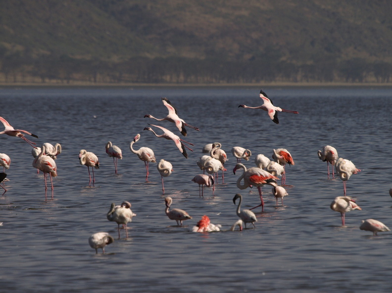 Phoenicopterus_ruber__Phoeniconaias_minor_Greater_Flamingo__Stor_Flamingo__Lesser_Flamingo__Lille_Flamingo_26012011_Lake_Nakuru_Nationalpark_Kenya_007.JPG