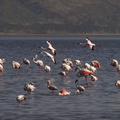 Phoenicopterus ruber, Phoeniconaias minor (Greater Flamingo, Stor Flamingo, Lesser Flamingo, Lille Flamingo)