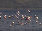 Phoenicopterus ruber, Phoeniconaias minor (Greater Flamingo, Stor Flamingo, Lesser Flamingo, Lille Flamingo)