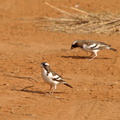Plocepasser_mahali_White-browed_Sparrow-Weaver__Spurvevaever_01232011_Samburu_nationalpark_Kenya_005.JPG