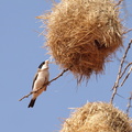 Pseudonigrita cabanisi (Black-capped Social Weaver, Sorthættet Ørkenvæver)