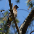 Pycnonotus_barbatus_Common_Bulbul__Berberbulbul_29012011_Masai_Mara_Nationalpark_Kenya_047.JPG