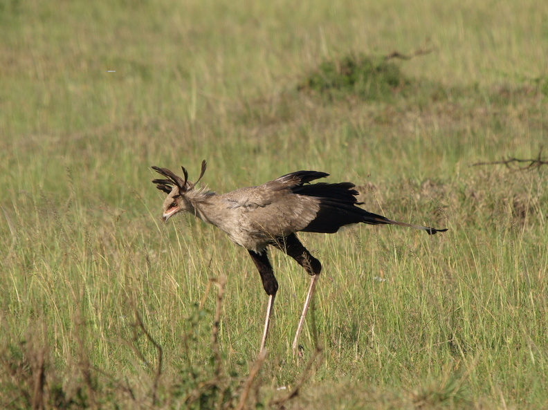 Sagittarius_serpentarius_Secretary_Bird__Sekretaerfugl_29012011_Masai_Mara_Nationalpark_Kenya_099.JPG
