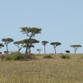 Struthio_camelus_Common_Ostrich__Masai_Struds_29012011_Masai_Mara_Nationalpark_Kenya_672.JPG