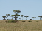 Struthio camelus (Common Ostrich, Masai Struds)